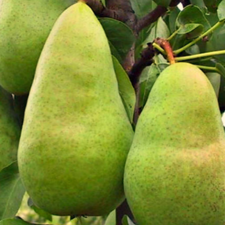 Груша Амфора (Однолетний, ОКС)