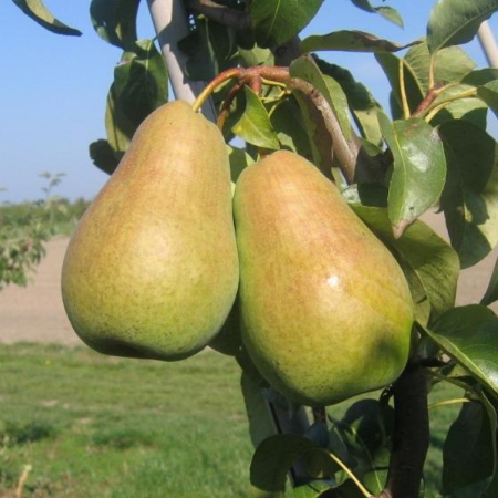 Груша Амфора (Однолетний, ОКС)