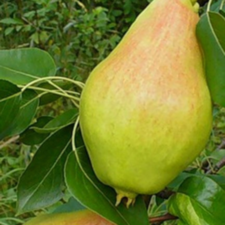 Груша Амфора (Однолетний, ОКС)