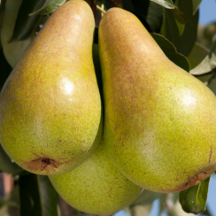 Груша Конкорд (Однолетний, ОКС)
