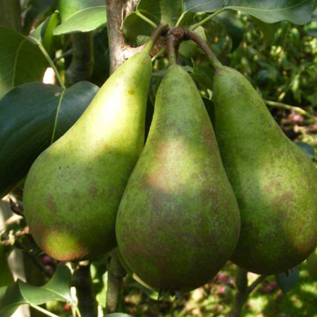 Груша Конкорд (Дворічний, ГКС)