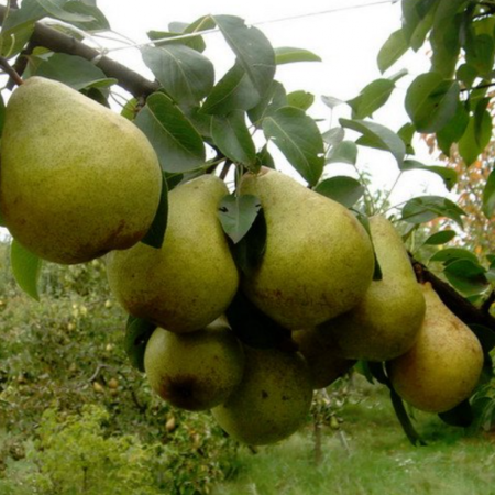 Груша Говерла (Однорічний, ГКС)