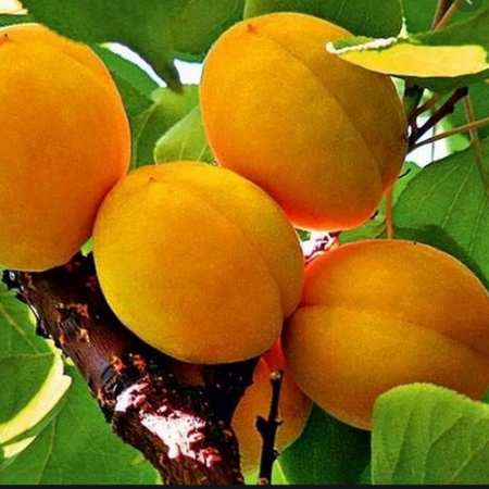 Абрикос Олимп (Однолетний, ОКС)