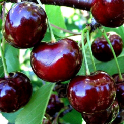 Вишня Ночка (Двухлетний, ОКС)