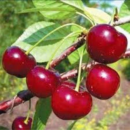 Вишня Аматорська (Дворічний, ВКС)