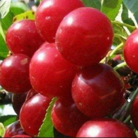 Вишня Аматорська (Дворічний, ВКС)