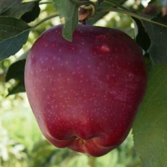 Яблоня Старкримсон (Двухлетний, ОКС)