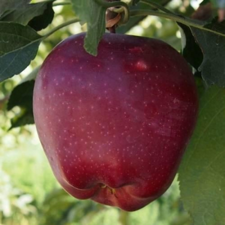 Яблоня Старкримсон (Двухлетний, ОКС)