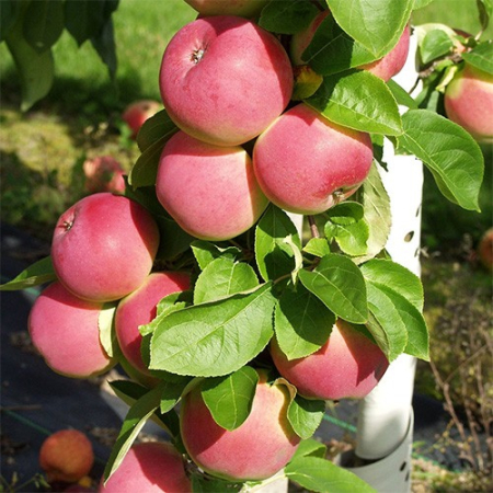 Яблуня Мелба (Однорічний, ВКС)