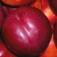 Нектарин Ванг 3 (Двухлетний, ОКС)