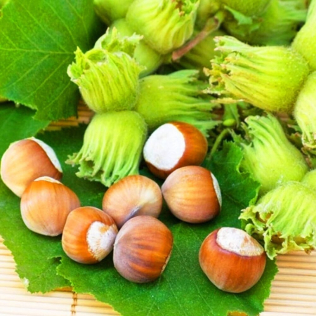 Фундук Галле (Дворічний, ГКС)