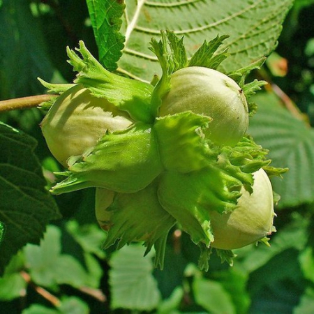 Фундук Косфорд (Трирічний, ГКС)