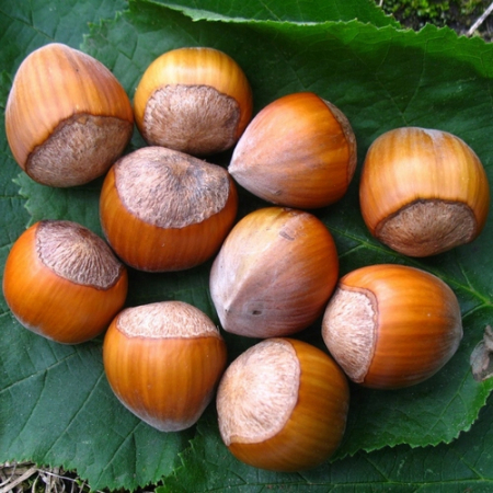 Фундук Каталонський (Дворічний, ГКС)