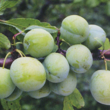 Слива Ренклод Колгоспний (Дворічний, ГКС)