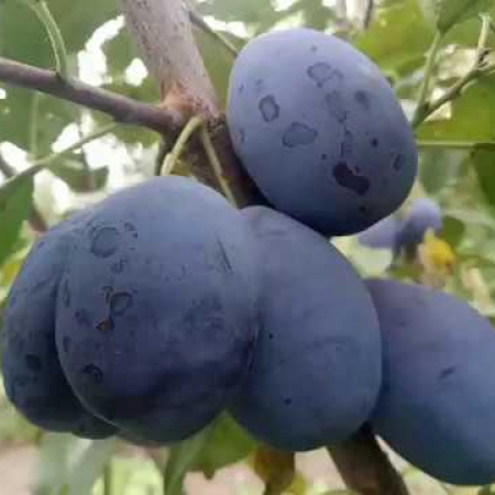 Слива Олена (Дворічний, ГКС)