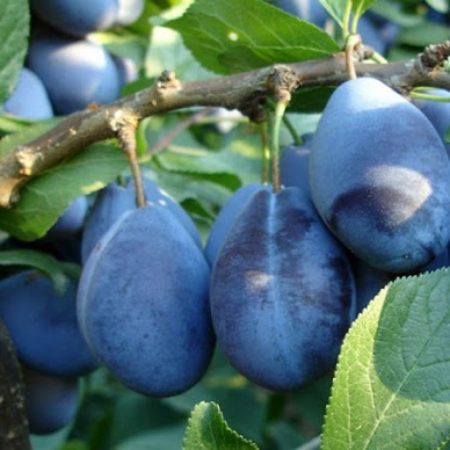 Слива Стенлей (Дворічний, ГКС)