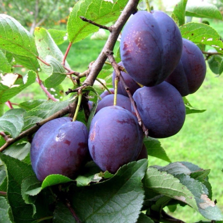 Слива Стенлей (Дворічний, ГКС)