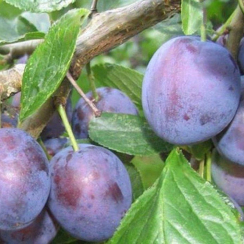 Слива Калифорния Блю (Трехлетний, ОКС)