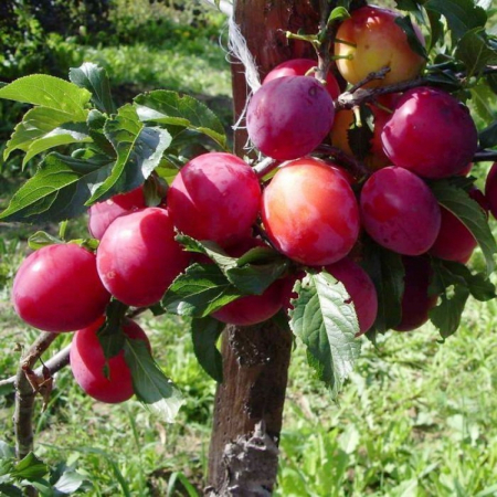 Слива Персикова (Трирічна, ГКС)