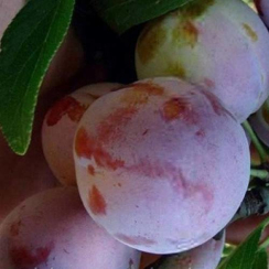 Слива Память Матери (Трехлетний, ОКС)