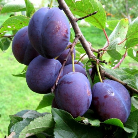 Слива Венгерка (Трирічний, ГКС)