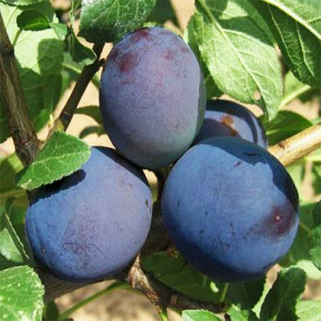 Слива Топ Хіт (Трирічний, ГКС)