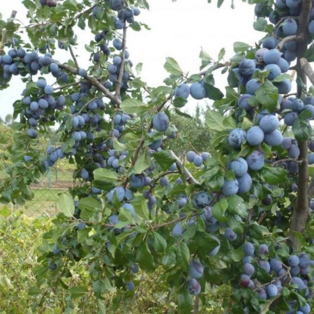 Слива Топ Хіт (Трирічний, ГКС)