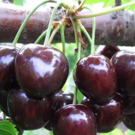 Черешня Знахідка (Дворічний, ГКС)