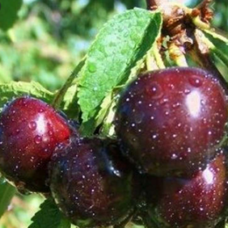 Черешня Зодіак (Дворічний, ГКС)
