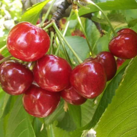 Черешня Анонс (Дворічний, ГКС)