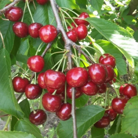 Черешня Казка (Дворічний, ГКС)