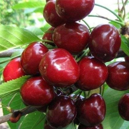Черешня Етика (Дворічний, ГКС)