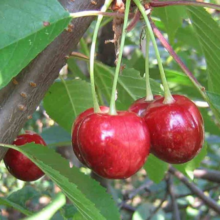Черешня Слов'яночка (Дворічний, ГКС)