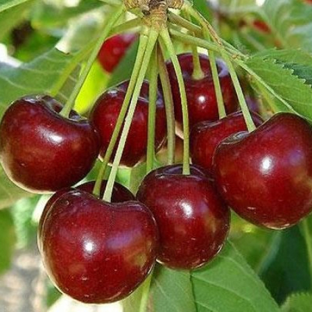 Черешня Ярославна (Дворічний, ГКС)