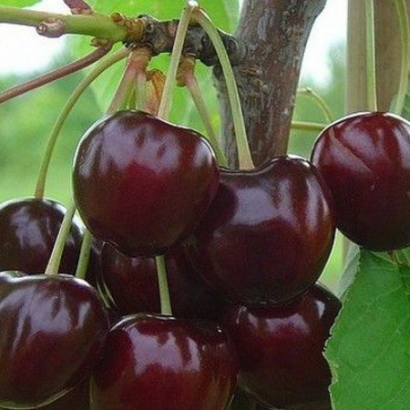 Черешня Ярославна (Дворічний, ГКС)