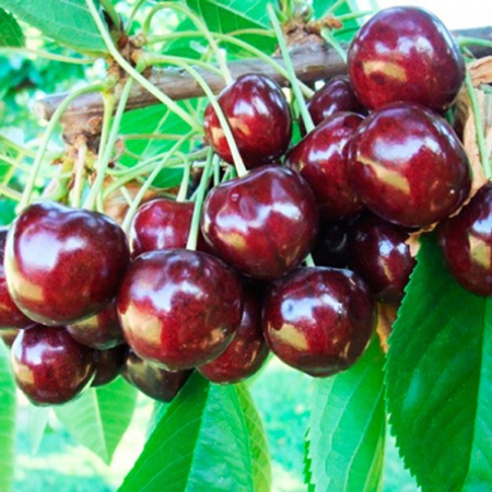 Черешня Стаккато (Трирічний, ГКС)