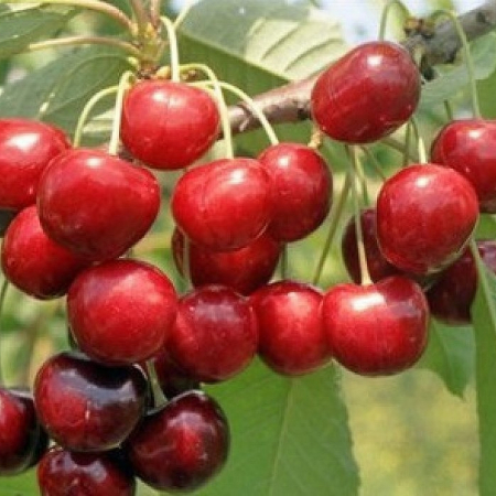Черешня Етика (Трирічний, ГКС)