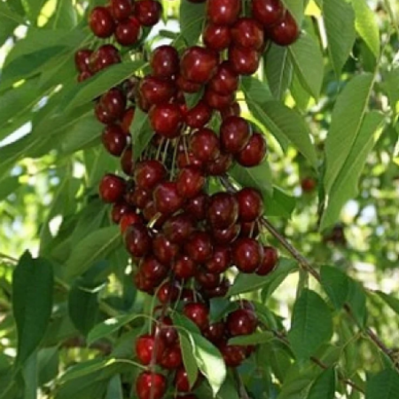 Черешня Квітня (Трирічний, ГКС)