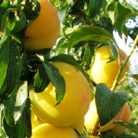 Алича Флавор Квін (Трирічний, ГКС)