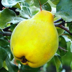 Айва Грушевидная Румо (Двухлетний, ОКС)