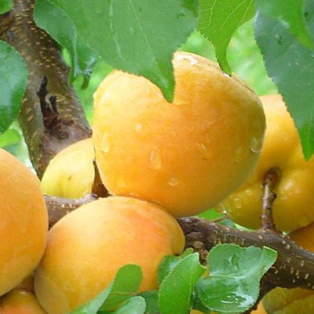 Абрикос Шалах (Однорічний, ГКС)