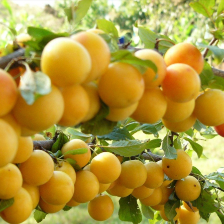 Алыча Злато Скифов (Трехлетний, ОКС)