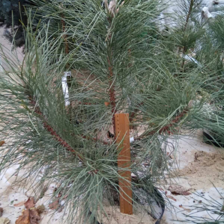 Сосна  Желтая (15-20 см, горшок 3л)