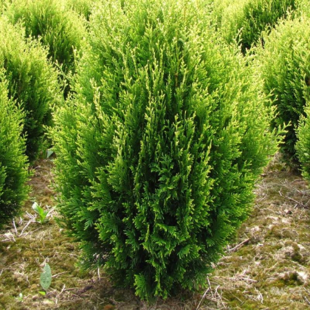 Туя складчатая Корник  (40-45 см, горшок С7,5)