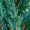 Ялівець скельний Блю Арроу (15-20 см, горщик Р9)