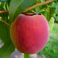 Персик Манон (Однолетний, ОКС)