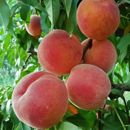 Персик Флемінг Ф'юрі (Однорічний, ГКС)