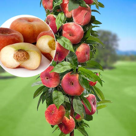 Персик колоновидный  Инжирный (Двухлетний, ОКС)