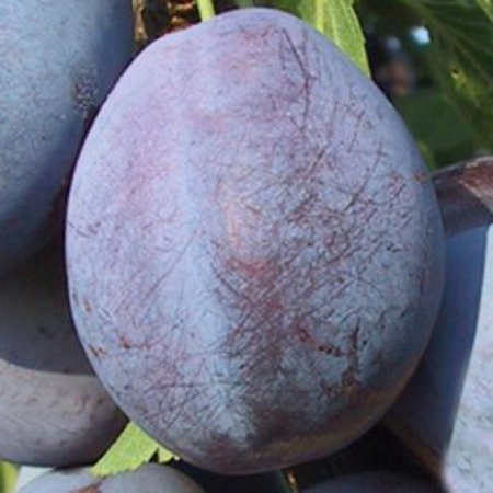 Слива Олена (Однорічний, ГКС)