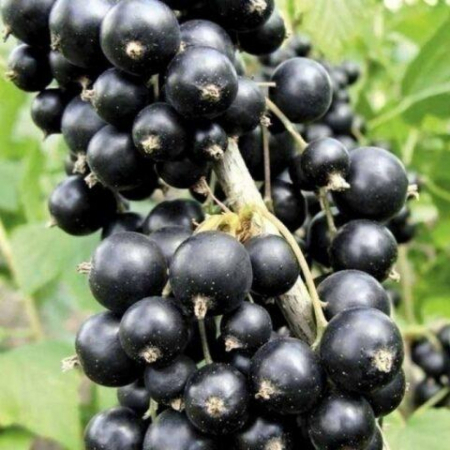 Черная смородина Рубен (Двухлетний, ОКС)